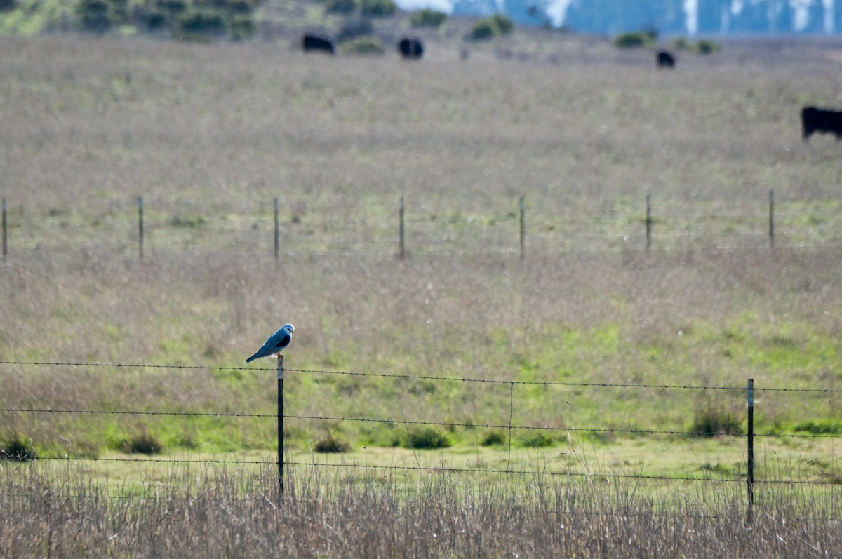 White-tailed Kite - ML131286591