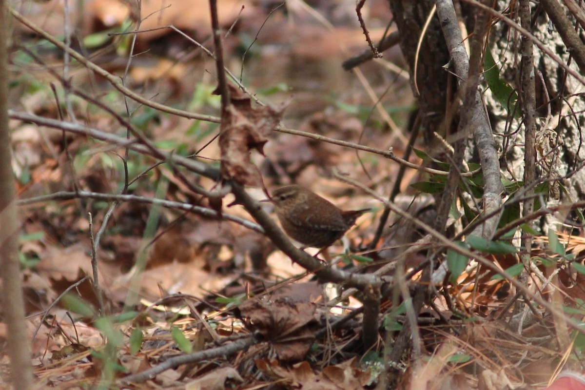 Winter Wren - ML131286631