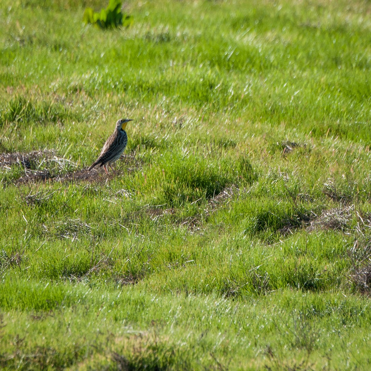 Western Meadowlark - ML131286641