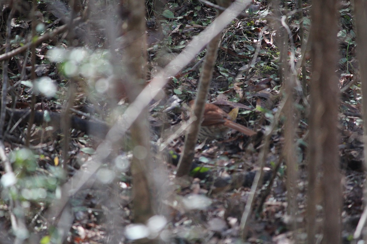 Brown Thrasher - ML131287041