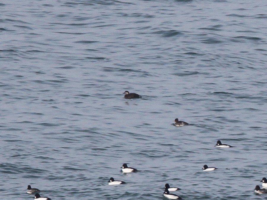 Black Scoter - Petra DeBruine