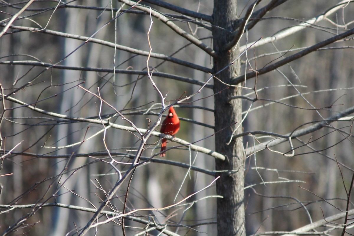 Northern Cardinal - ML131287721