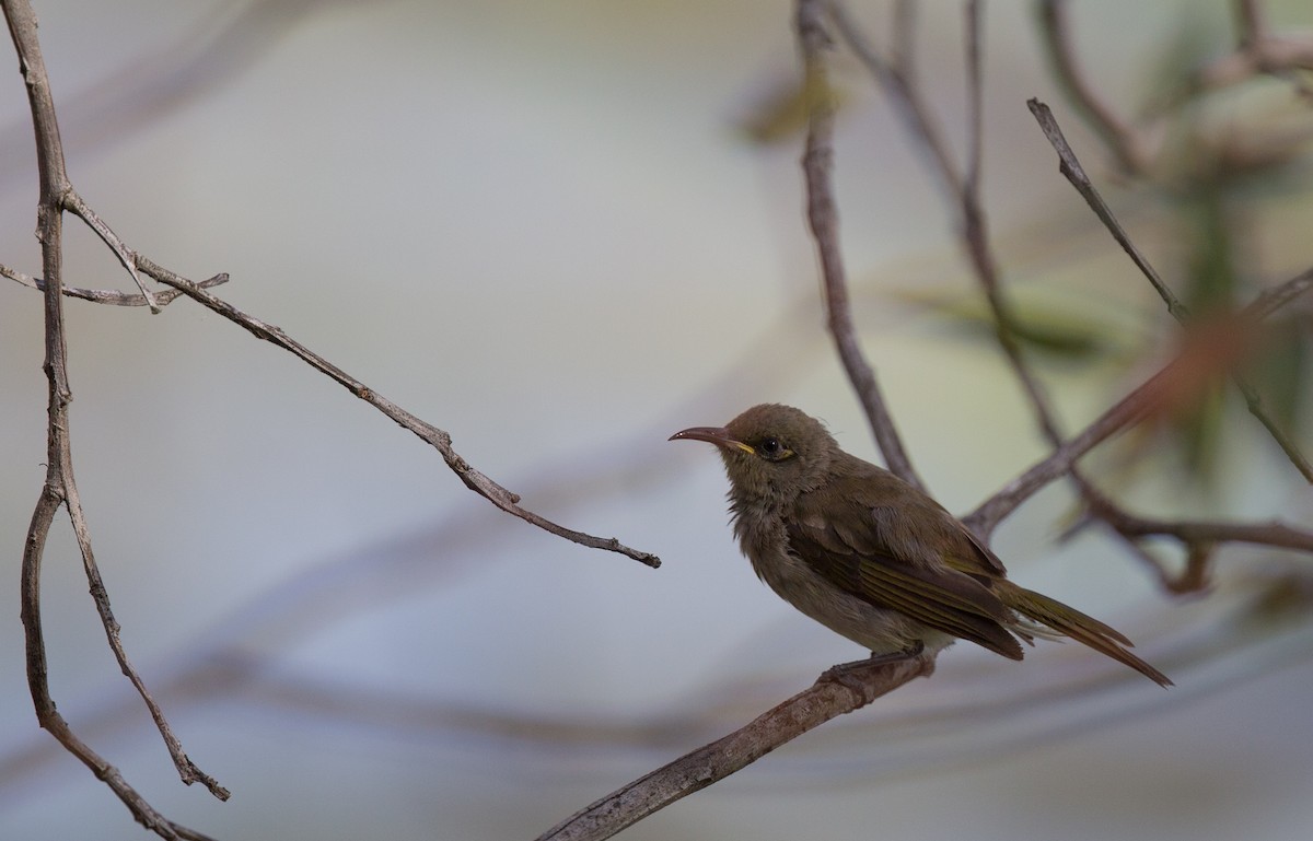 Brown Honeyeater - ML131288111