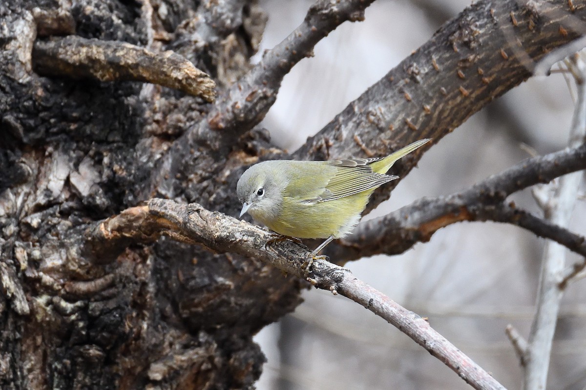 Orange-crowned Warbler - ML131288141