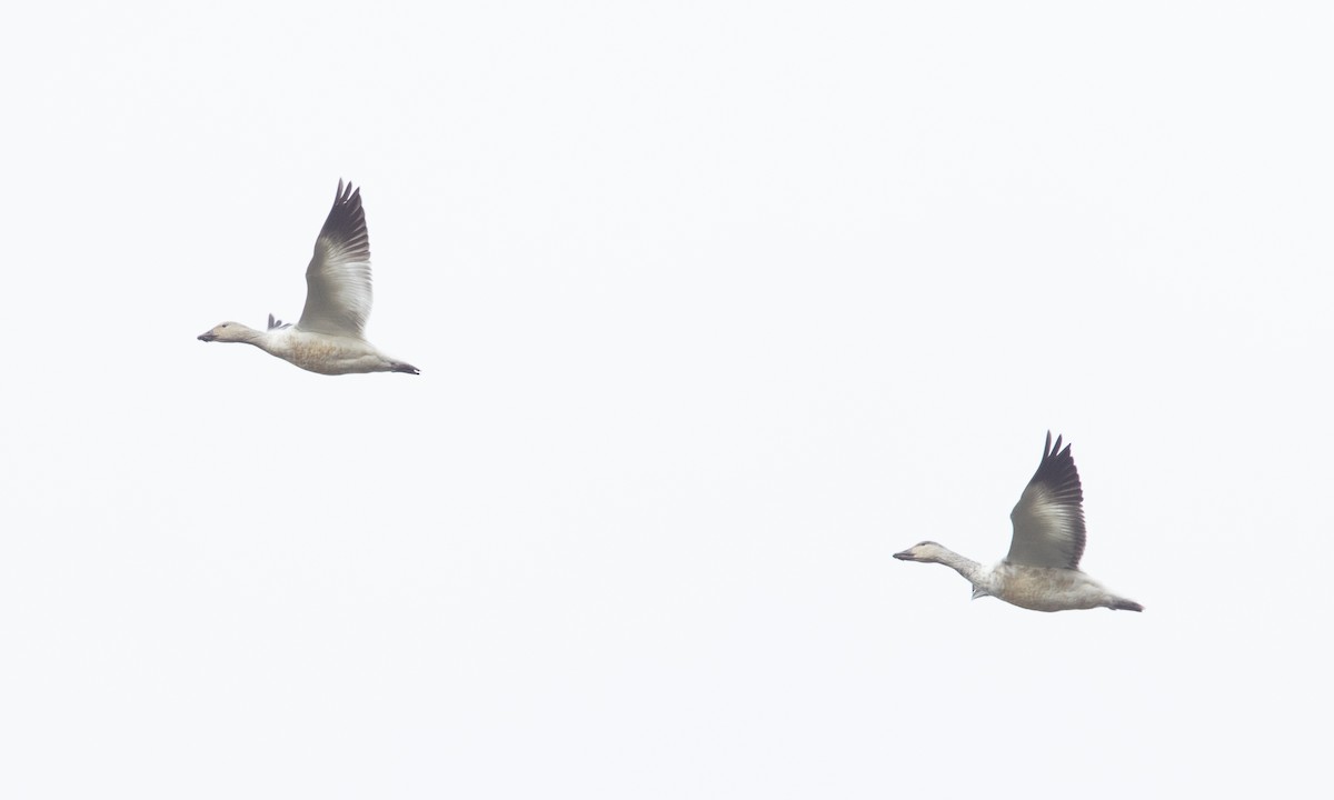 Snow Goose - ML131288711