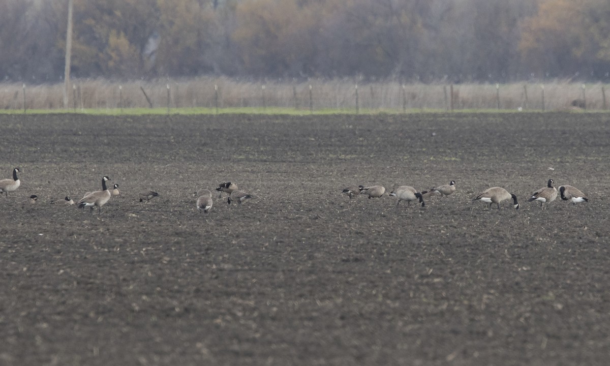 Cackling Goose (Aleutian) - Brian Sullivan