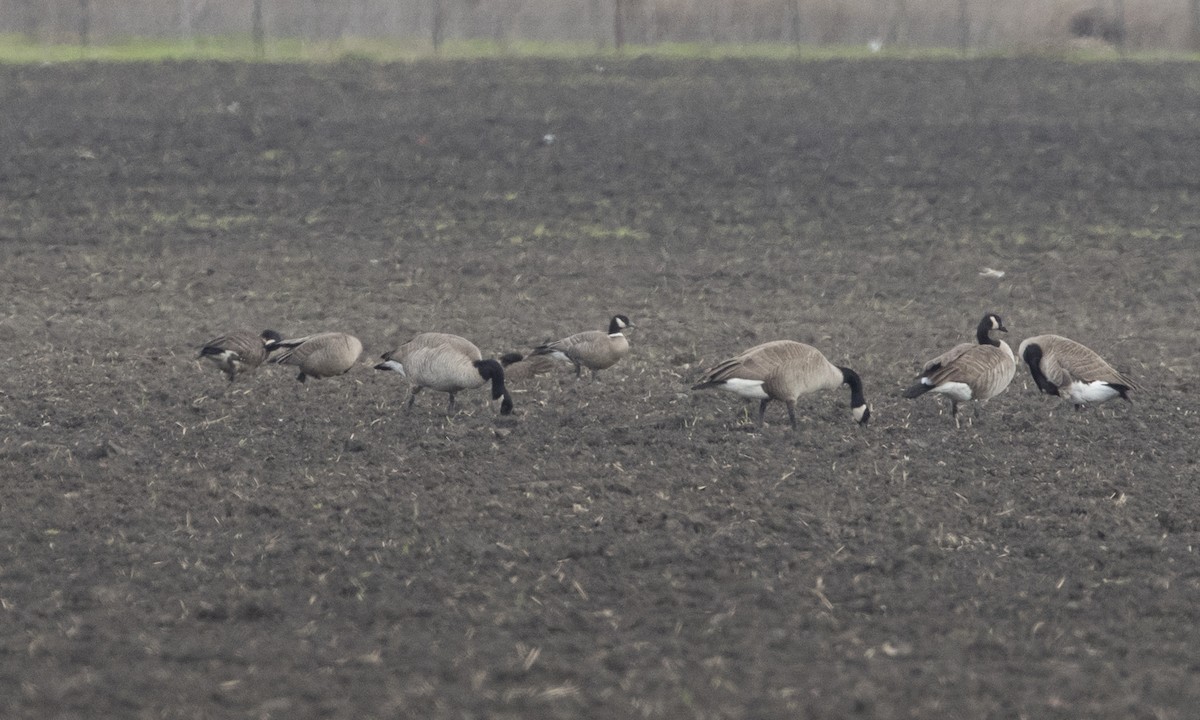 Cackling Goose (Aleutian) - ML131288741