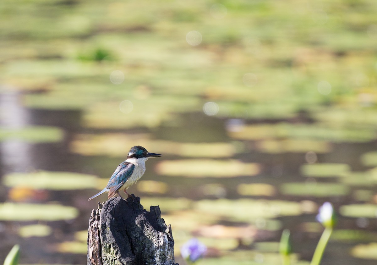 Sacred Kingfisher - ML131288841