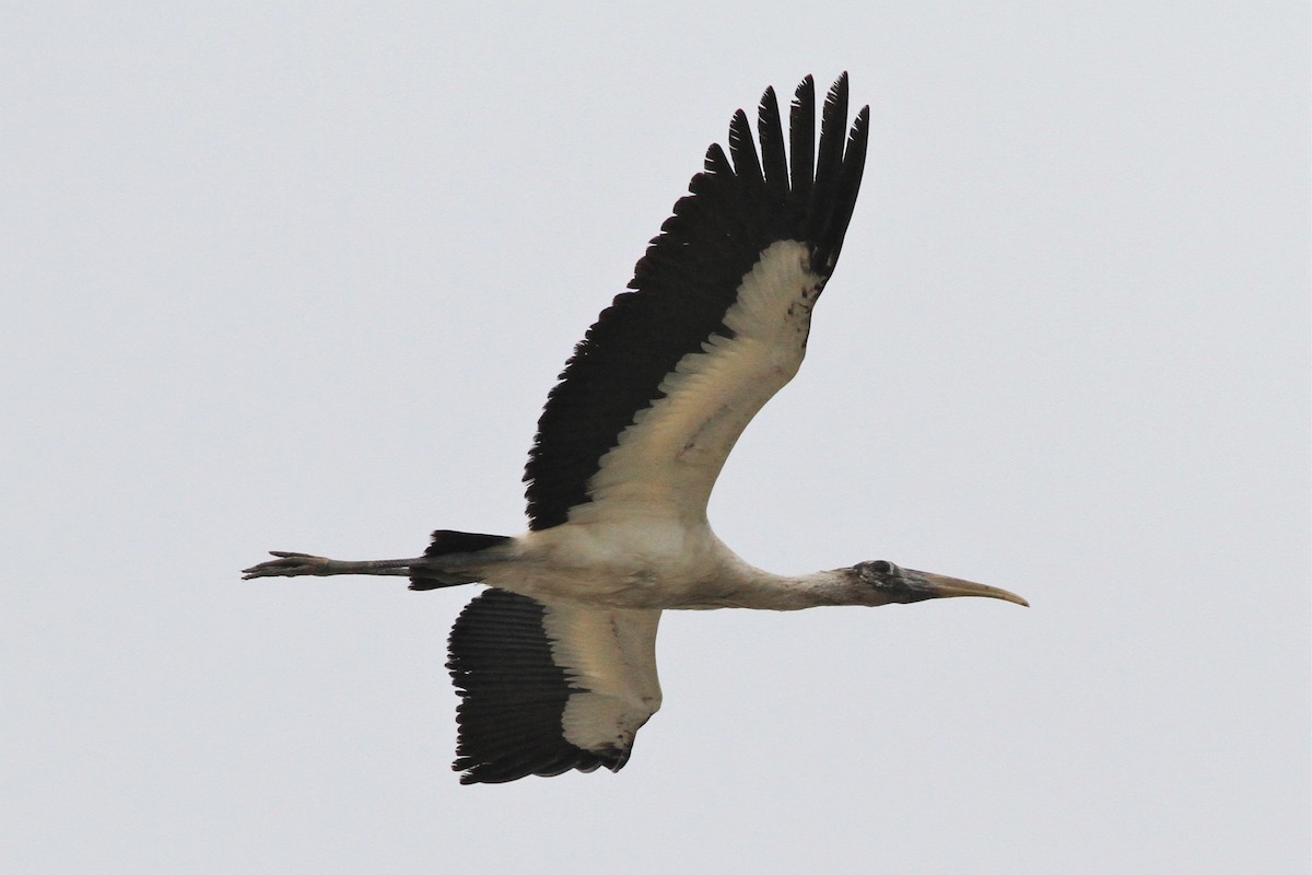 Wood Stork - ML131292151