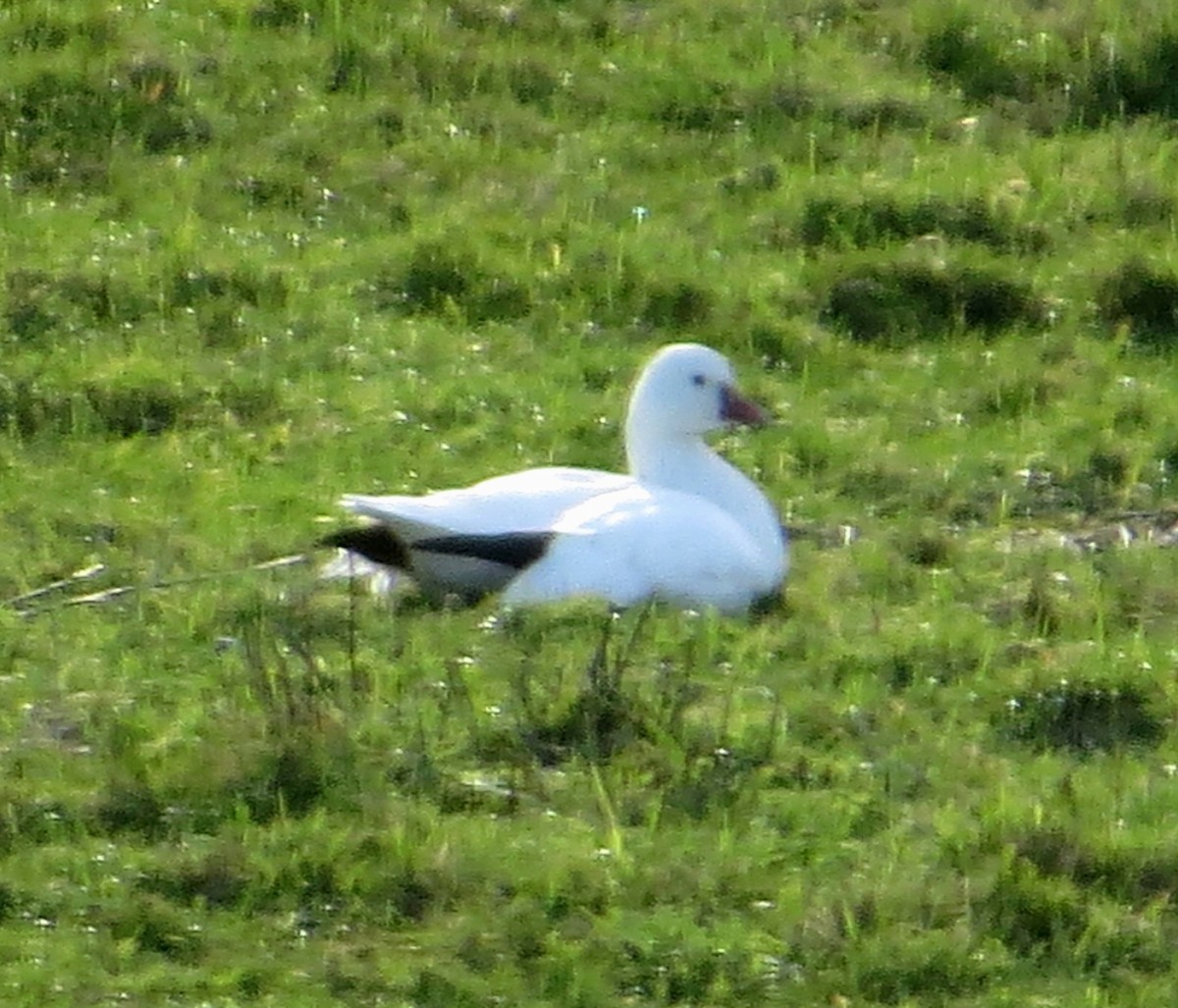 Ross's Goose - ML131292681