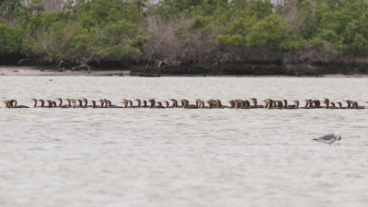 Double-crested Cormorant - ML131293581