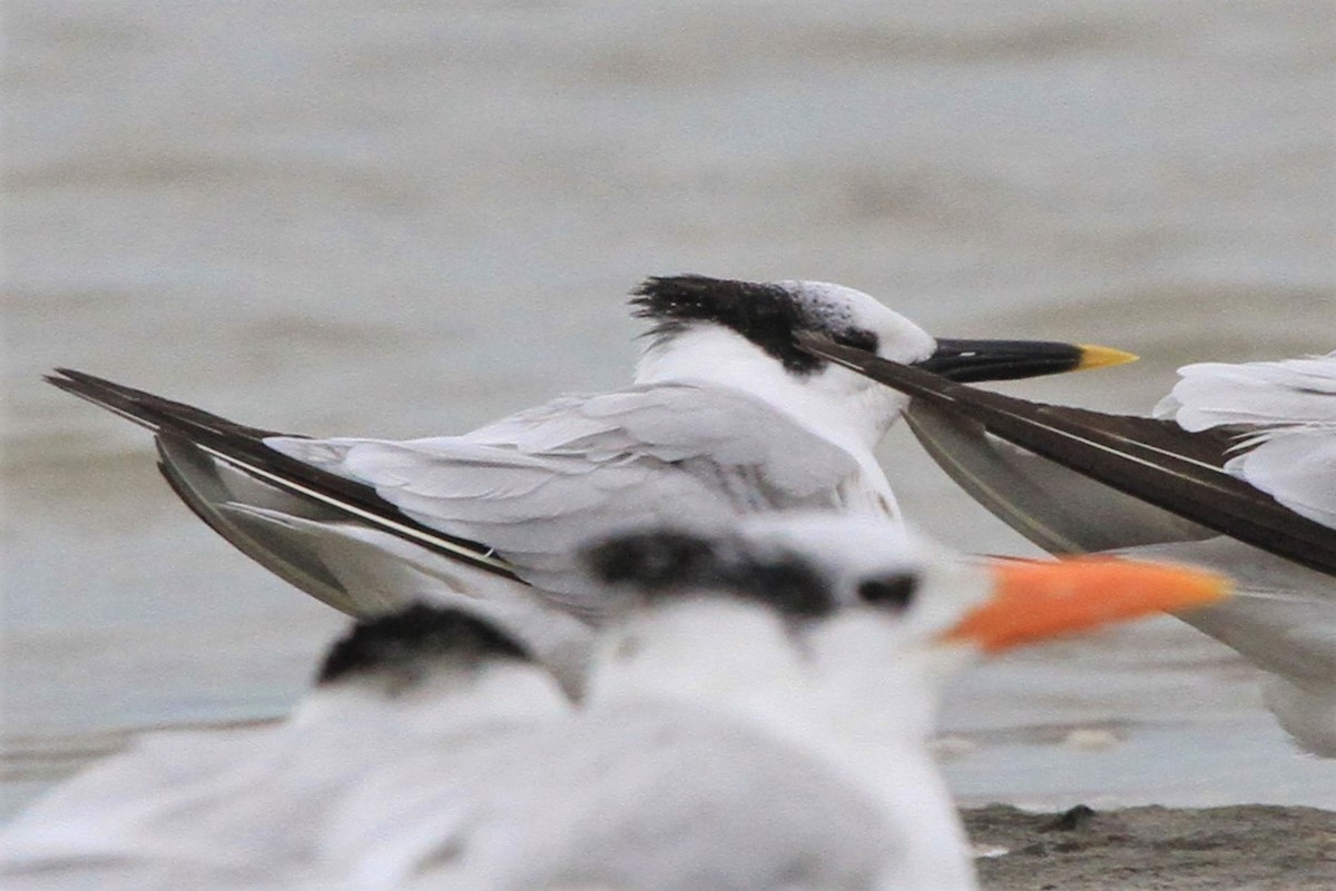 Sandwich Tern - ML131294421