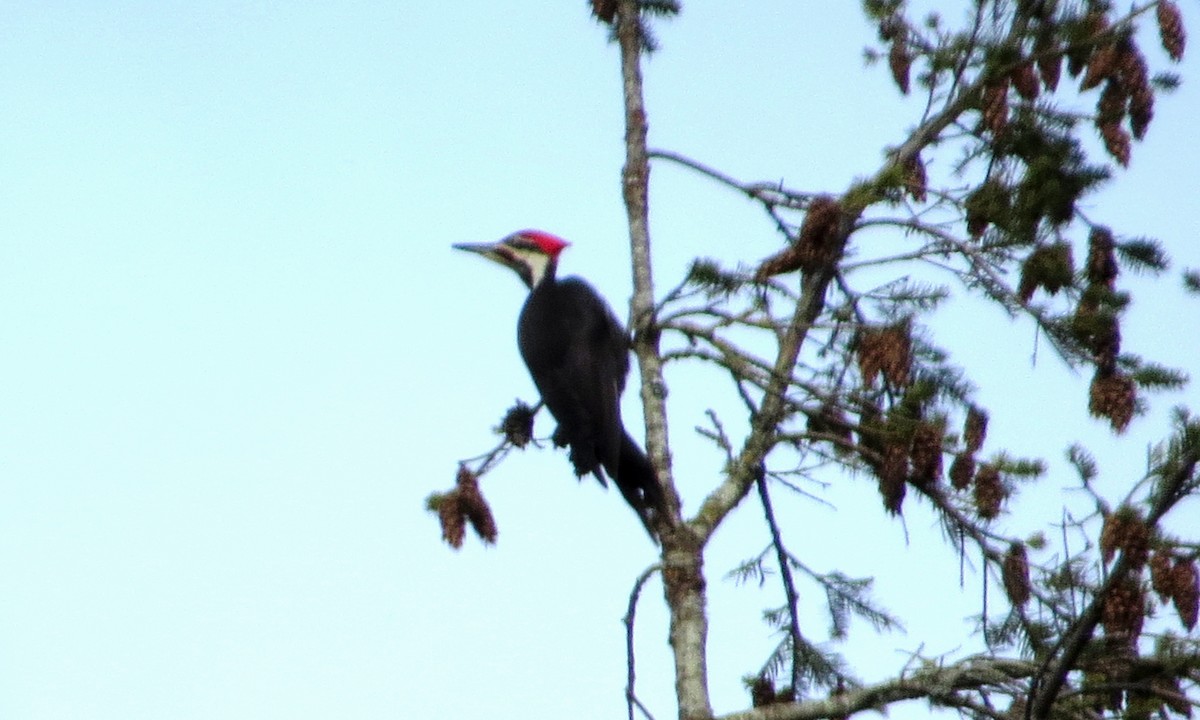 Pileated Woodpecker - ML131294871