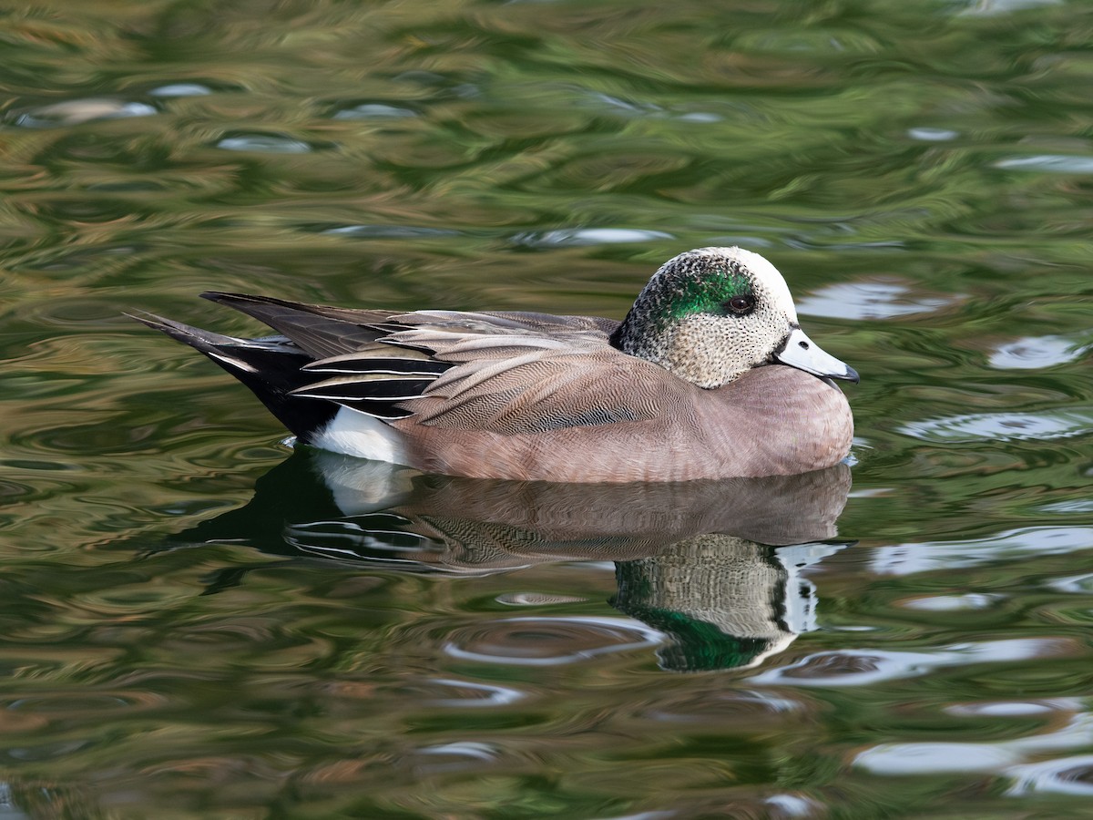 American Wigeon - ML131295201