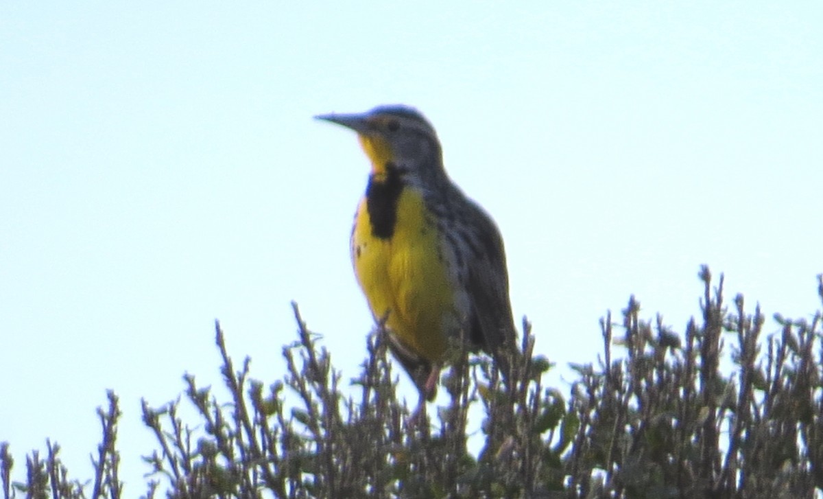 Western Meadowlark - ML131295761