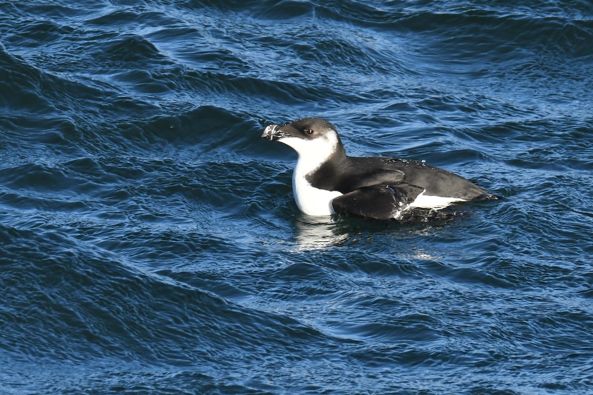 Razorbill - Ted Bradford