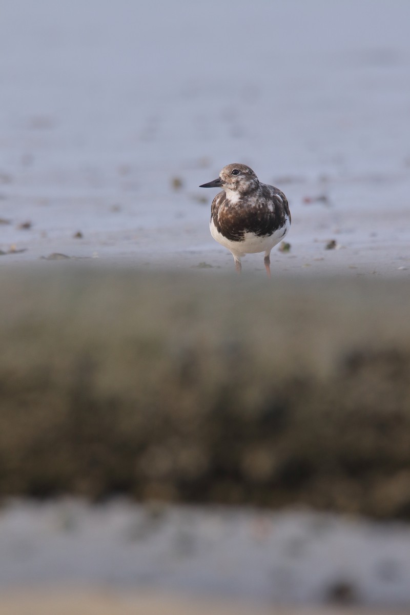 Ruddy Turnstone - ML131296471