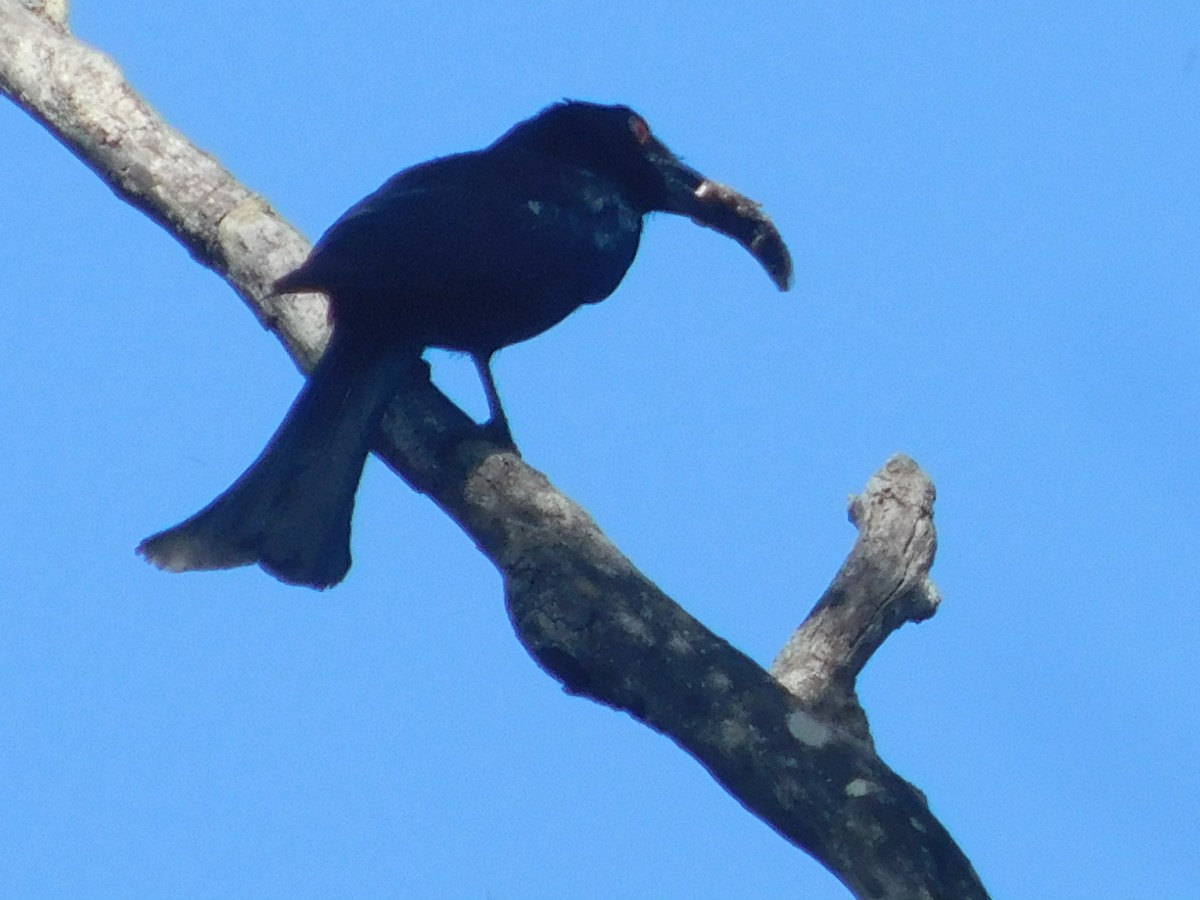 Glanzfleckdrongo - ML131296731