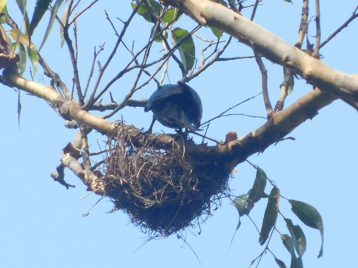 Spangled Drongo - ML131296741