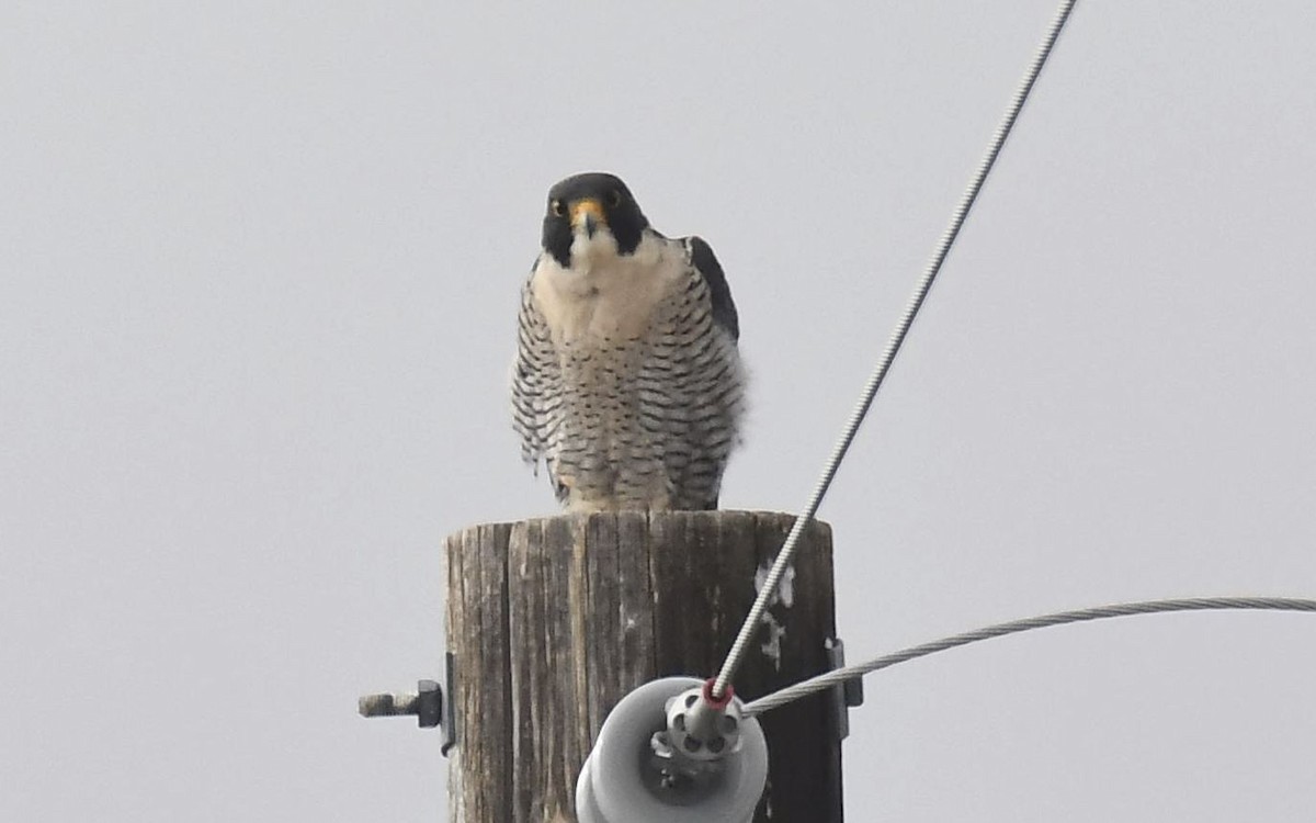 Peregrine Falcon - Tom Crabtree