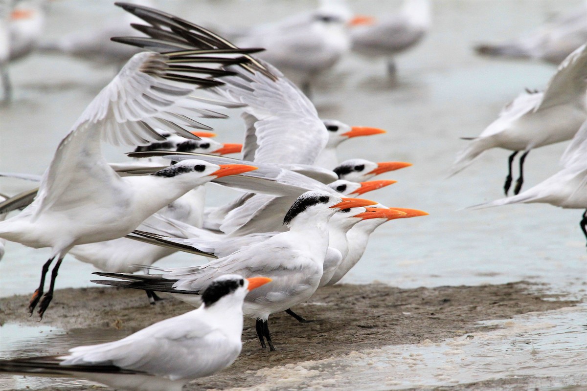 Royal Tern - ML131297171