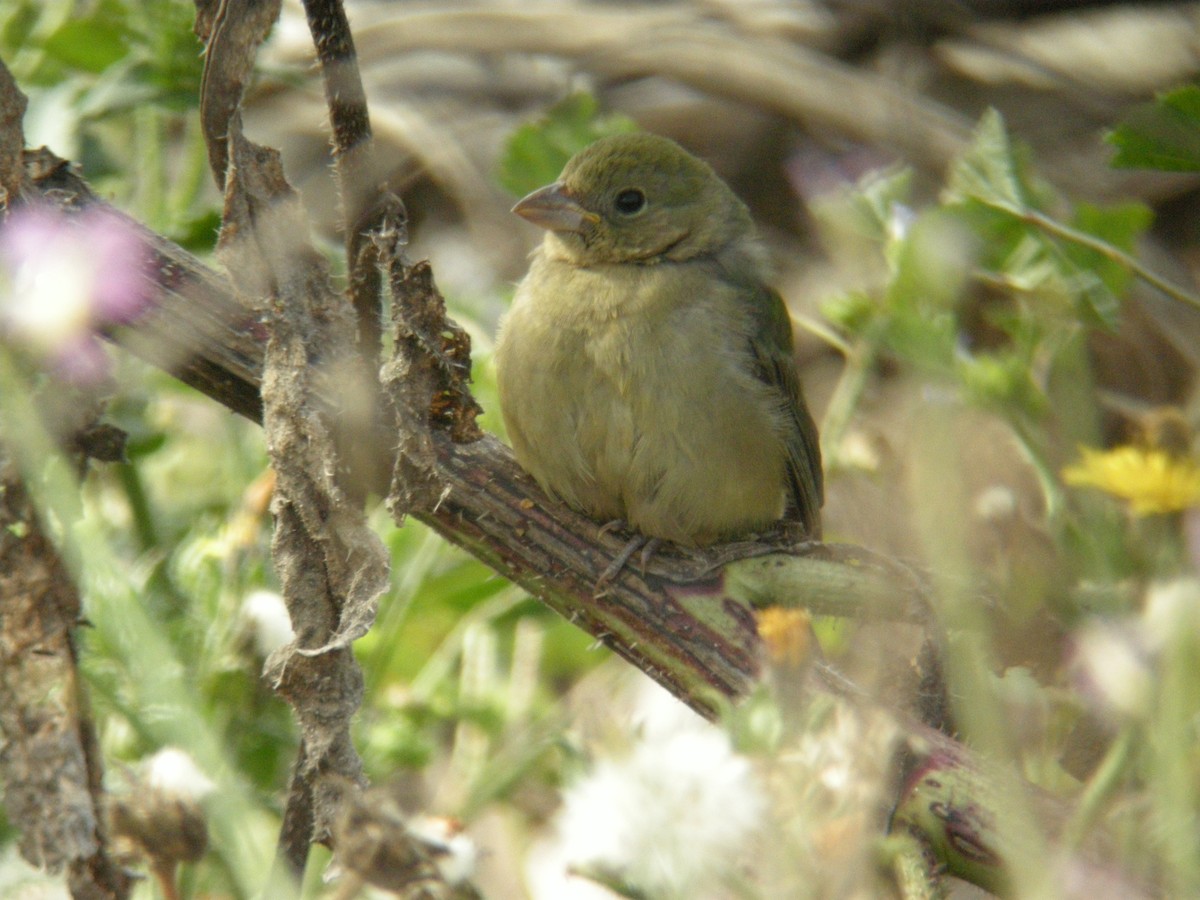 Painted Bunting - Ken Burton