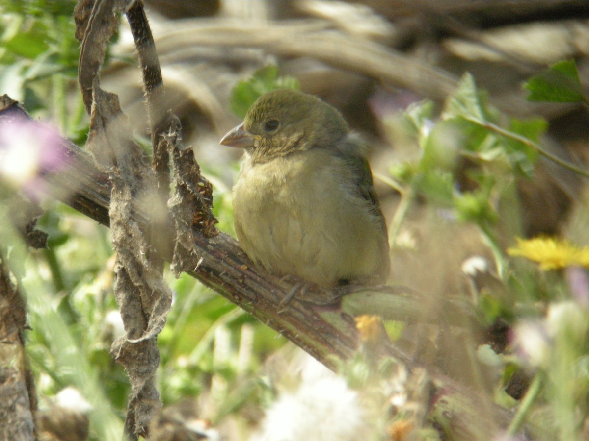 Passerin nonpareil - ML131300981