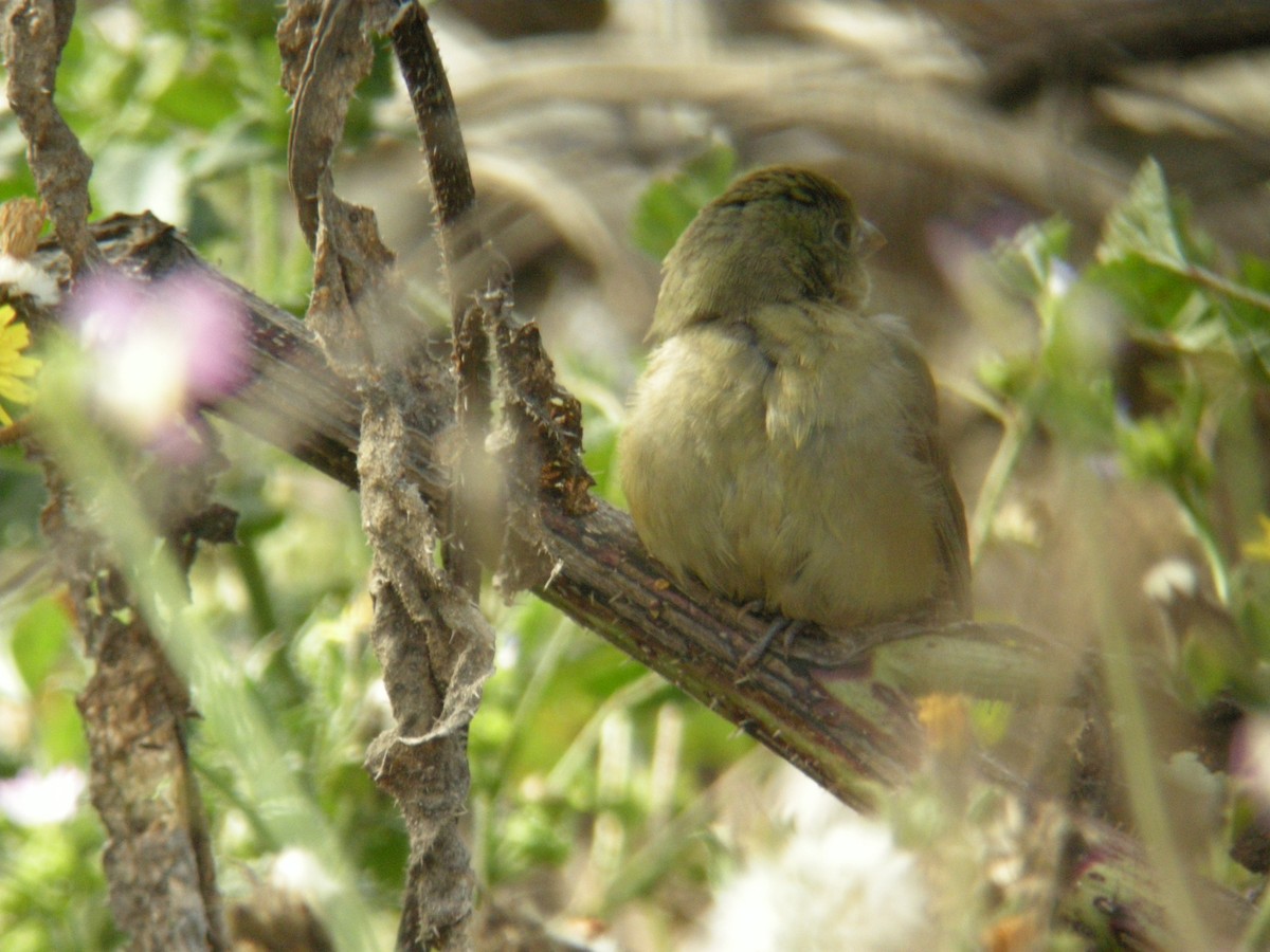 Passerin nonpareil - ML131300991