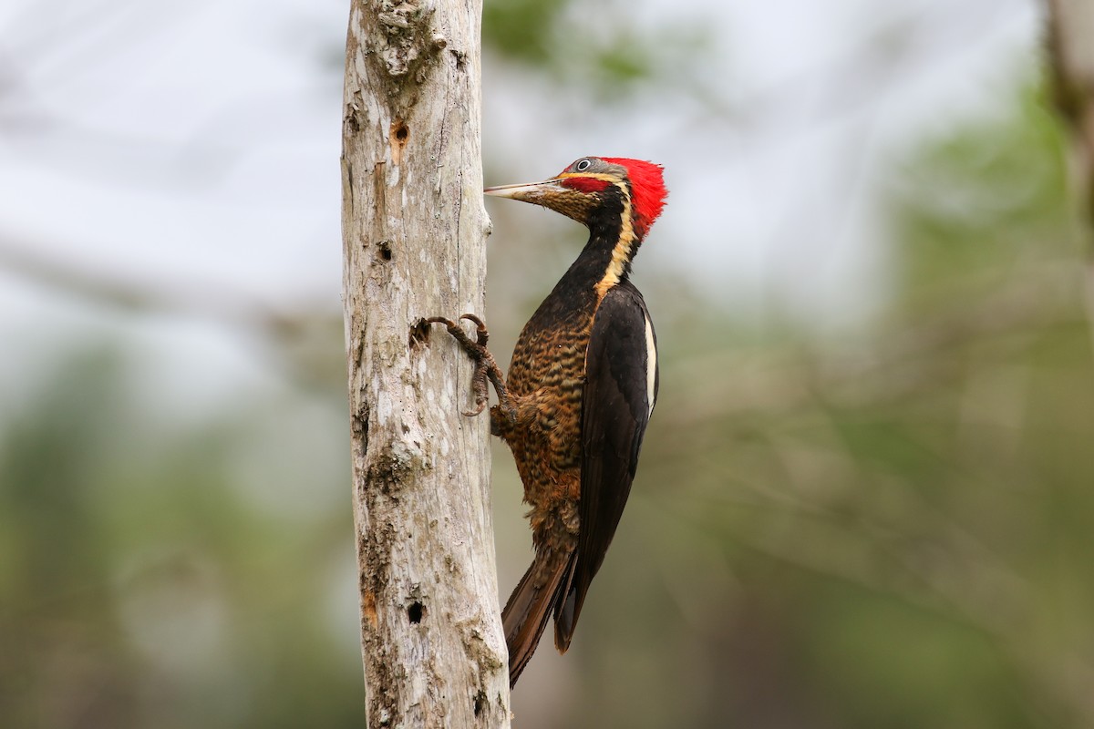 Lineated Woodpecker - ML131305051