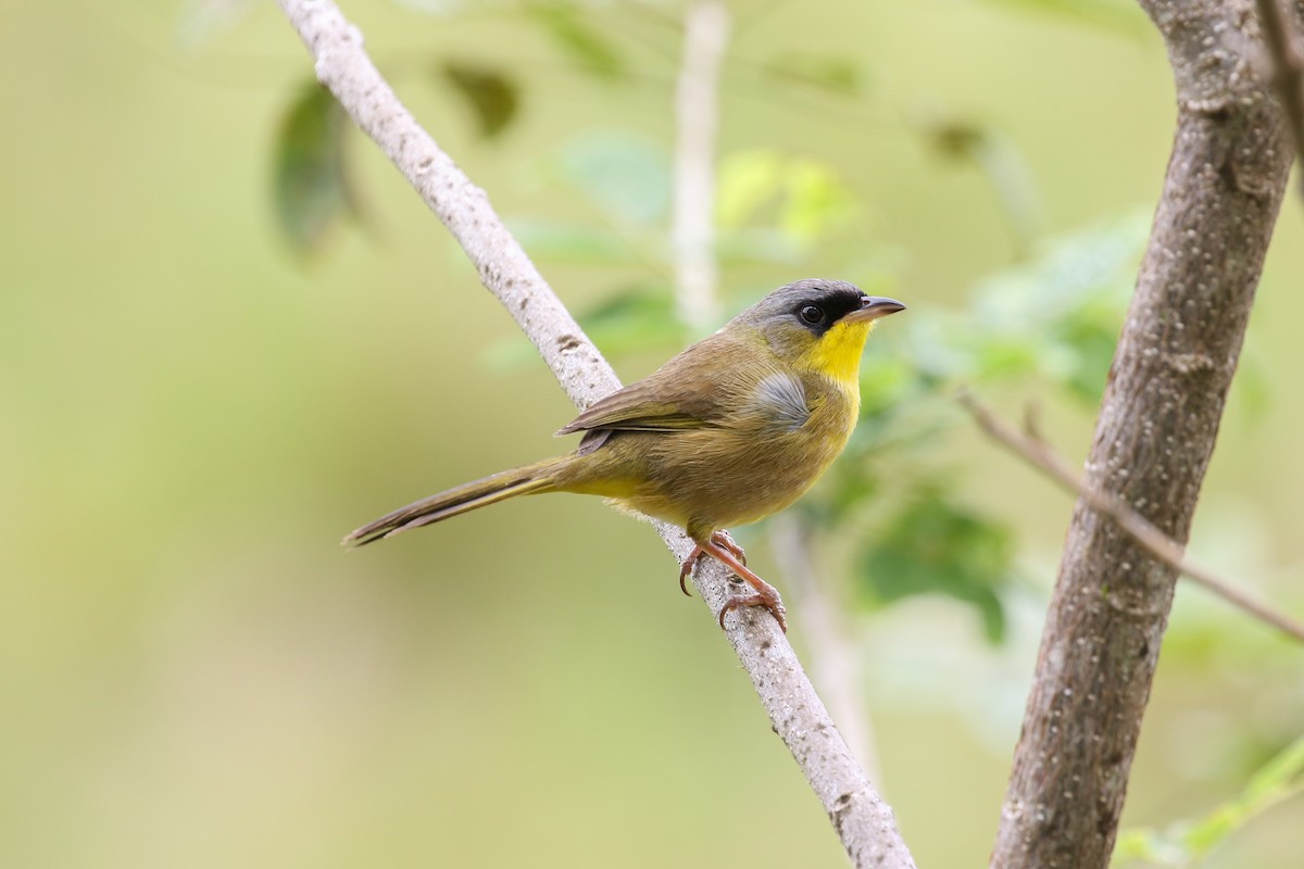 Gray-crowned Yellowthroat - Blair Dudeck