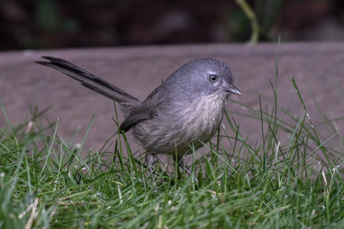 Wrentit - Max Leibowitz