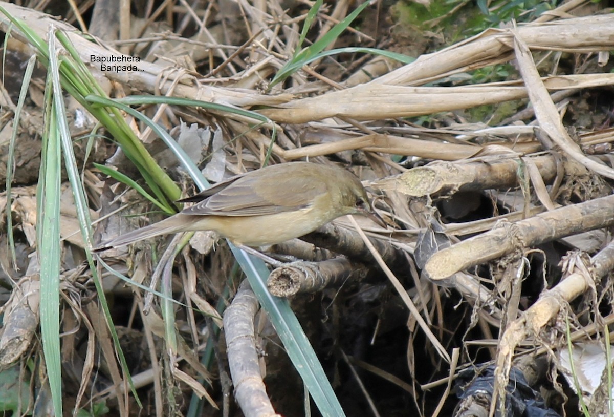 Clamorous Reed Warbler - ML131310301