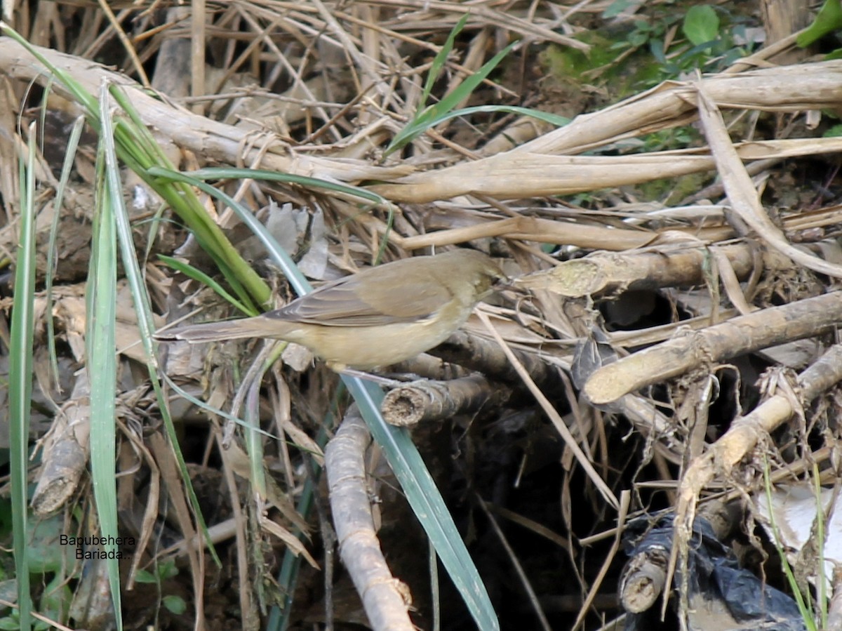 Clamorous Reed Warbler - bapu behera