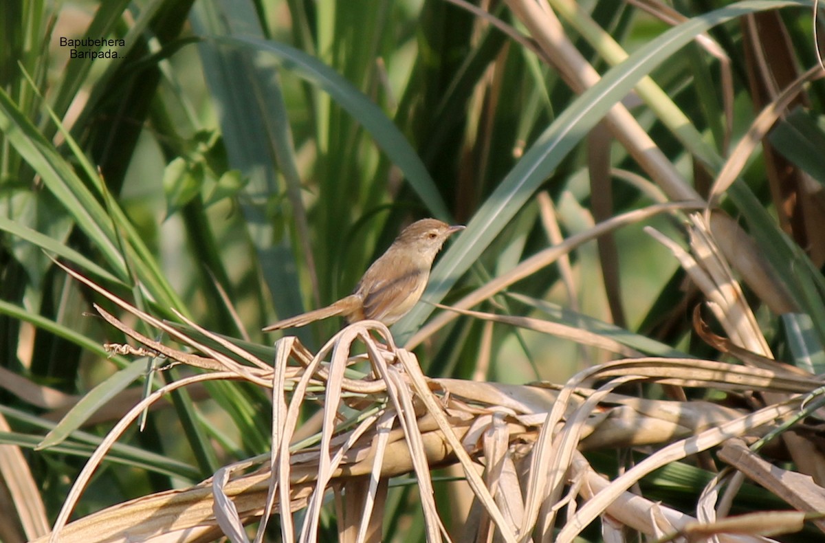 Plain Prinia - bapu behera