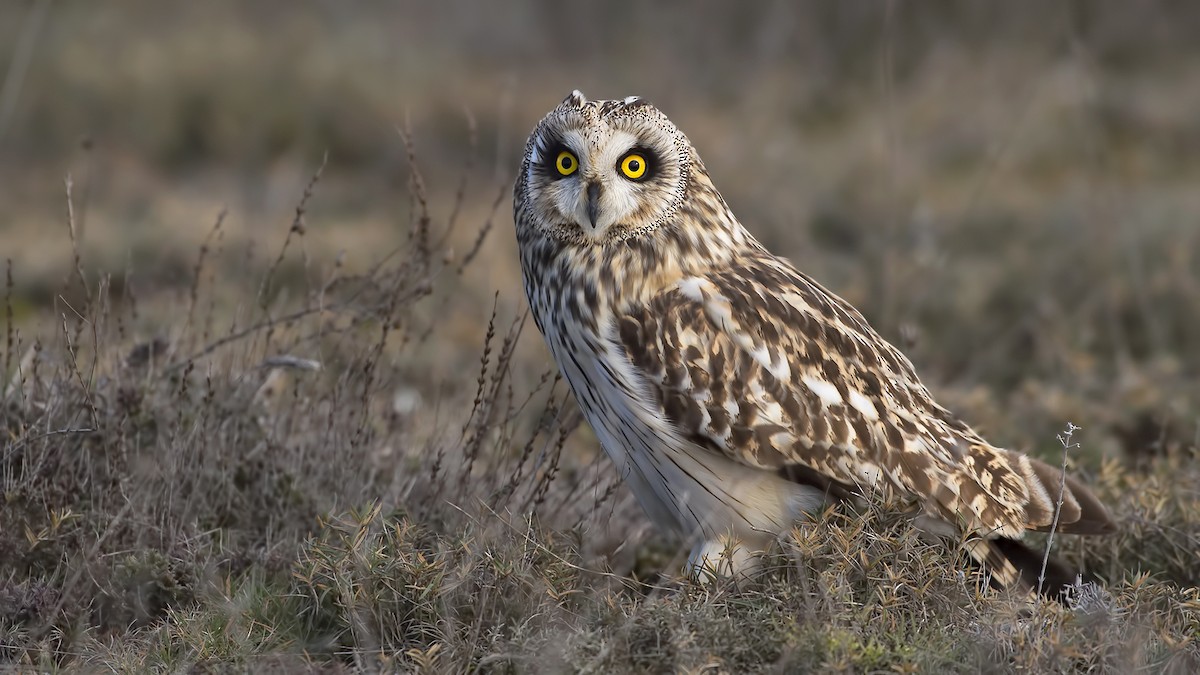Short-eared Owl - Selami Oral