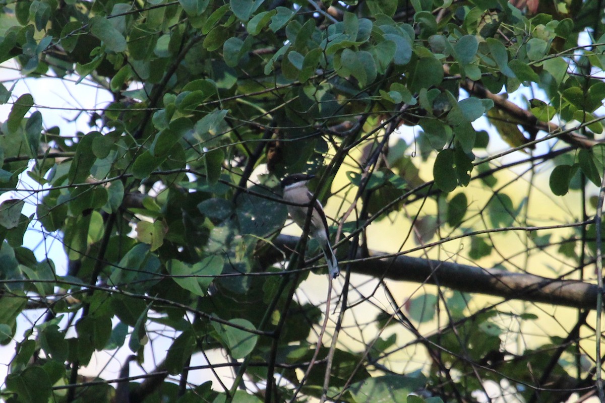 Bar-winged Flycatcher-shrike - ML131312111