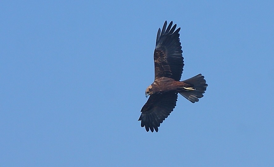 Western Marsh Harrier - ML131312311