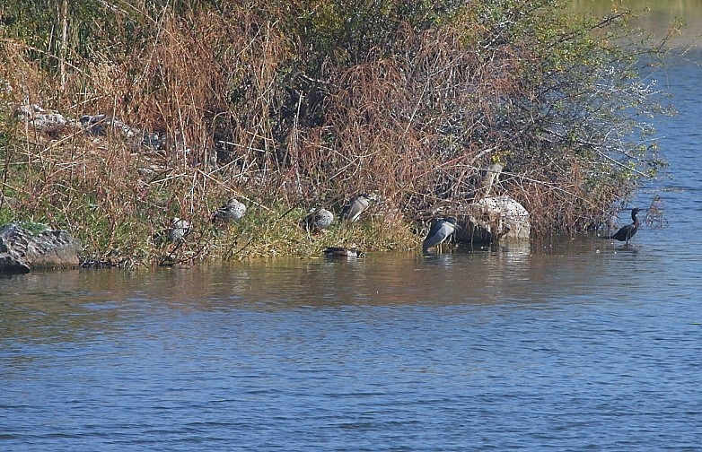 Black-crowned Night Heron - ML131312361