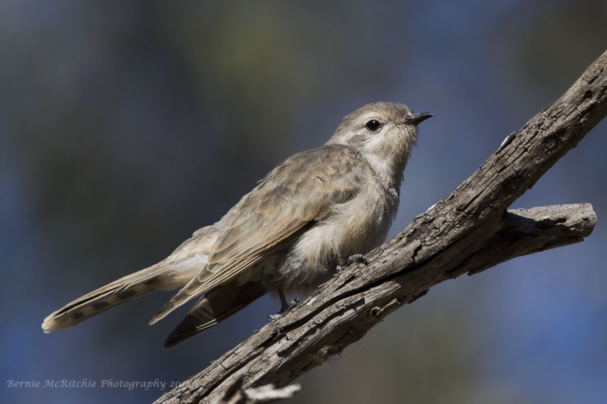 Black-eared Cuckoo - Bernie McRitchie