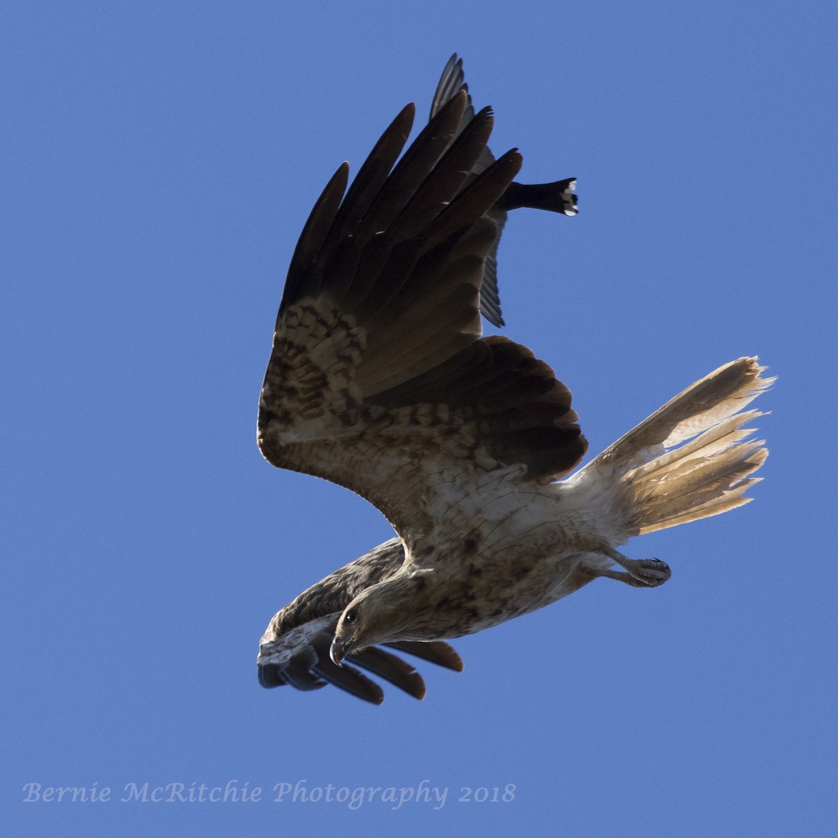 Whistling Kite - ML131312741