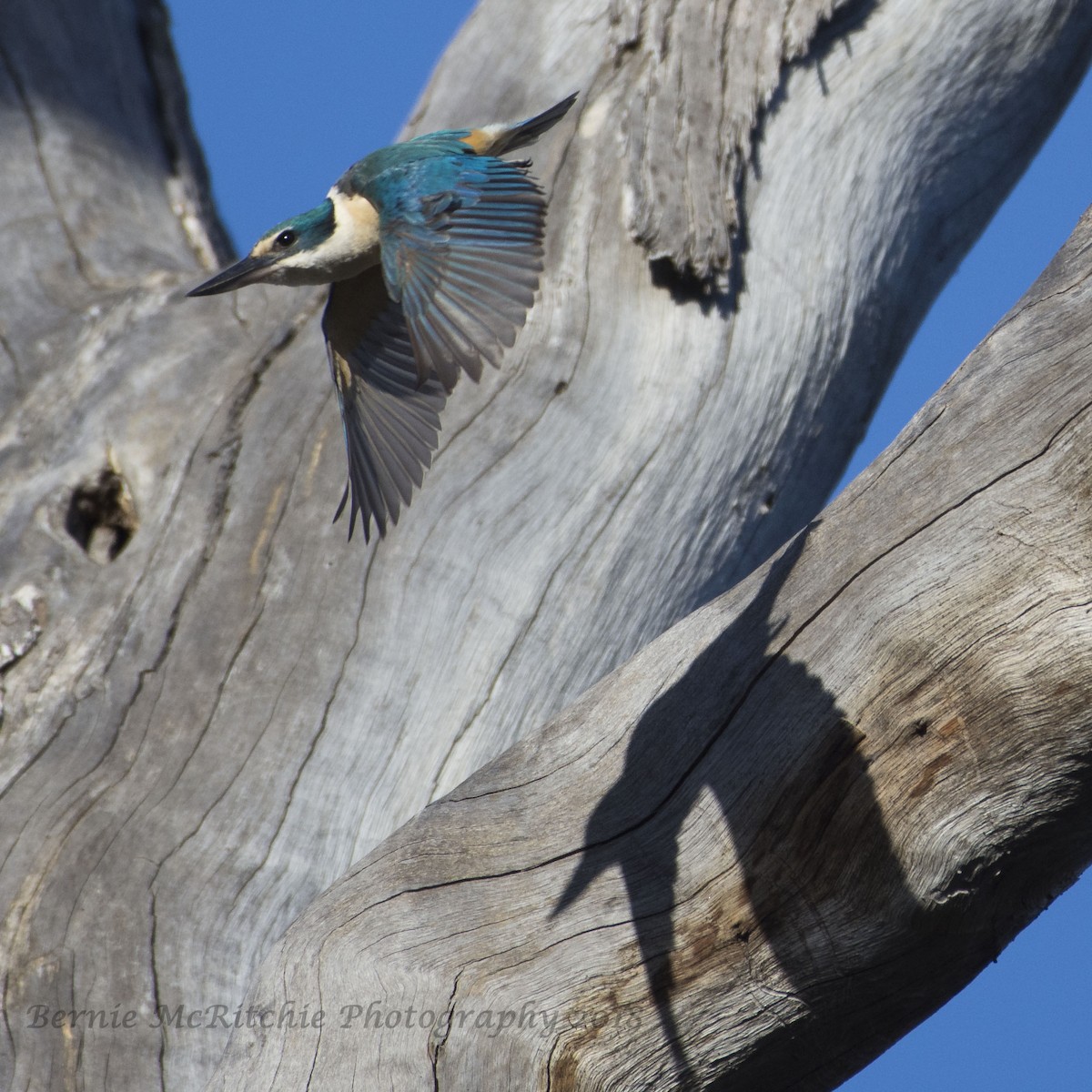 Sacred Kingfisher - ML131312881