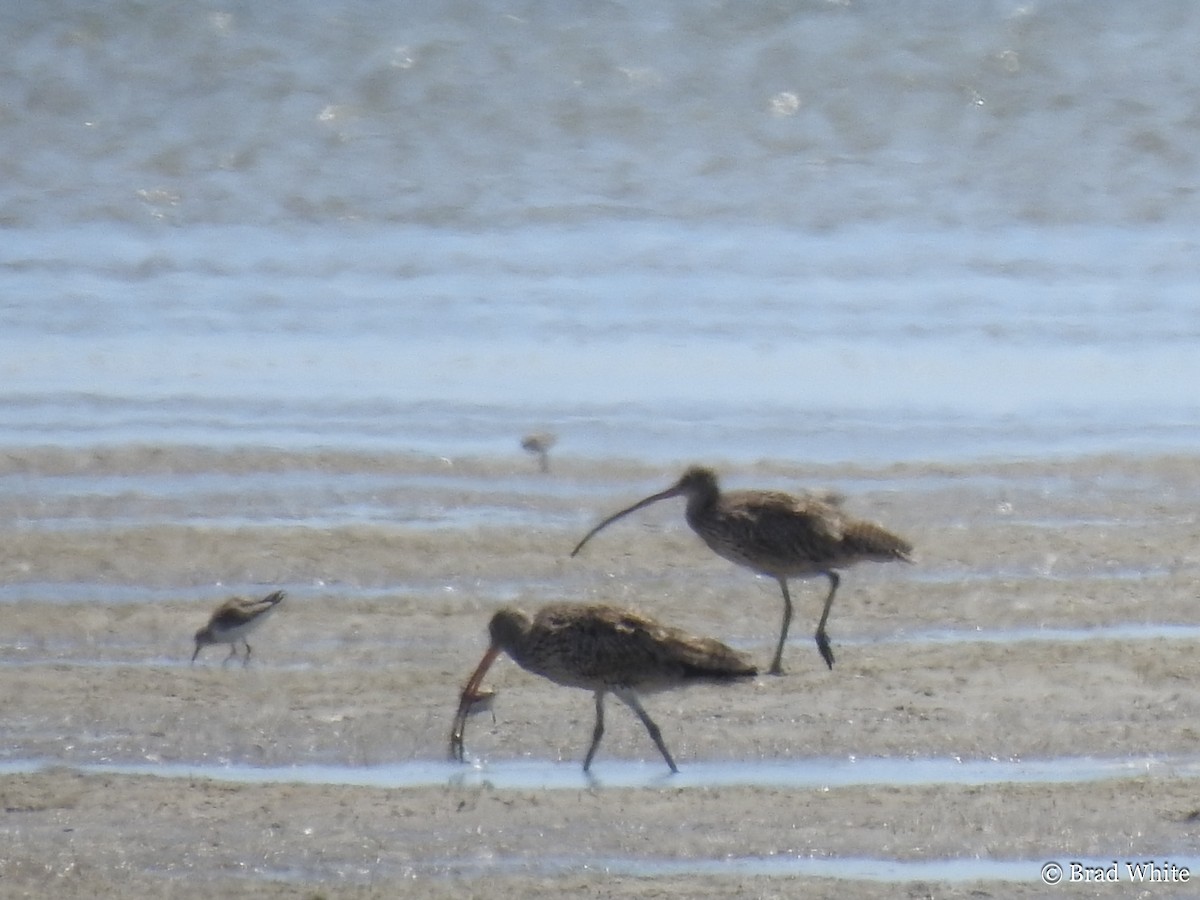 Far Eastern Curlew - ML131313051