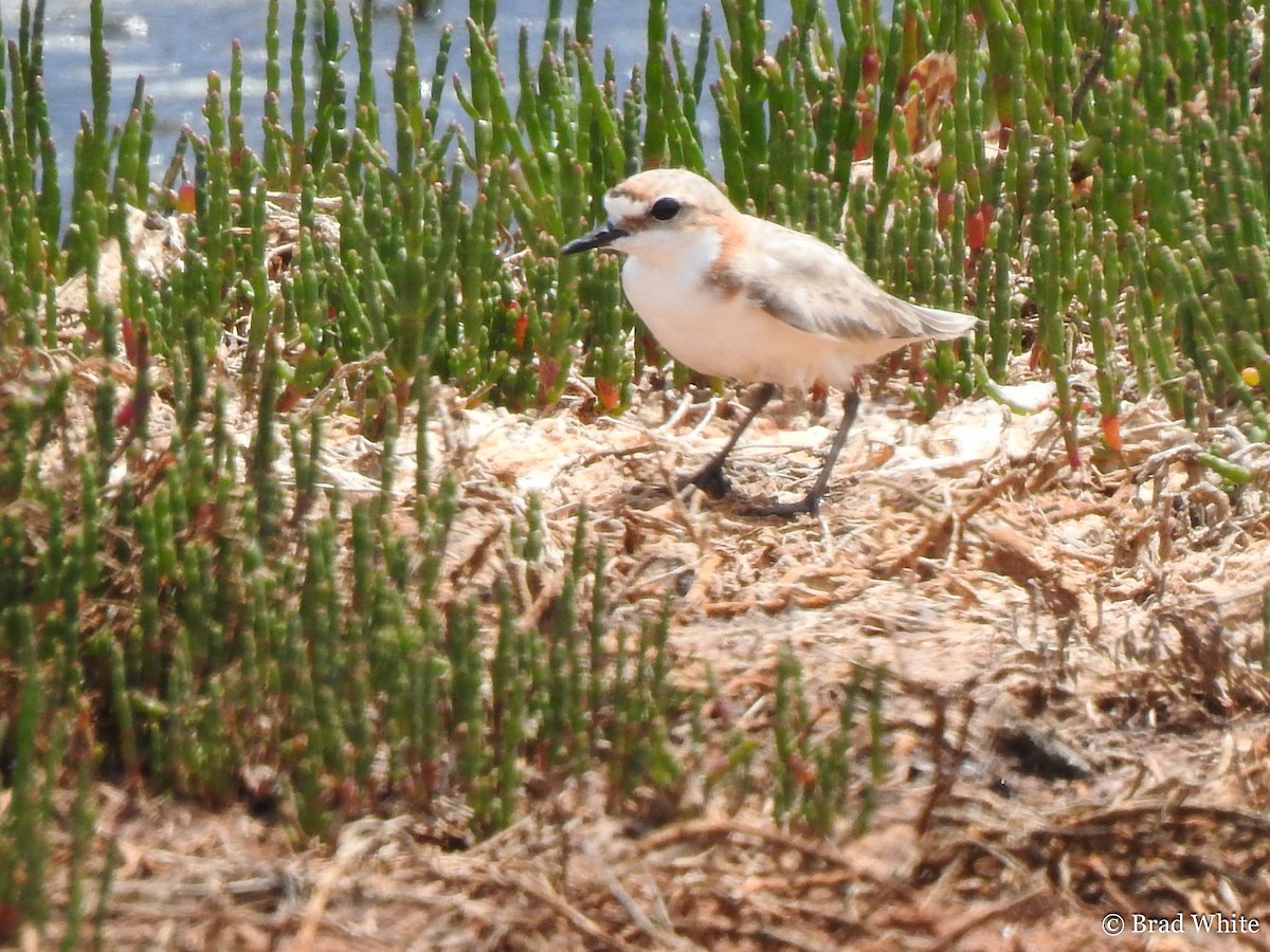 Red-capped Plover - ML131313101