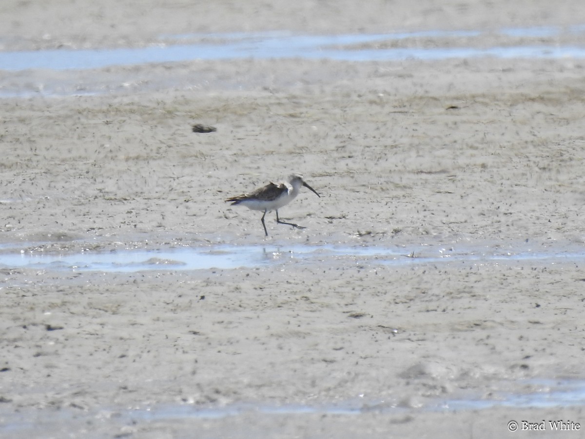 Curlew Sandpiper - ML131313281