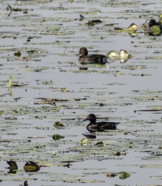 Ferruginous Duck - ML131313311