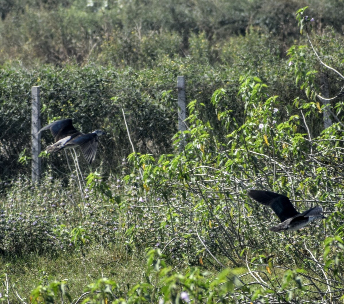 Knob-billed Duck - ML131313371