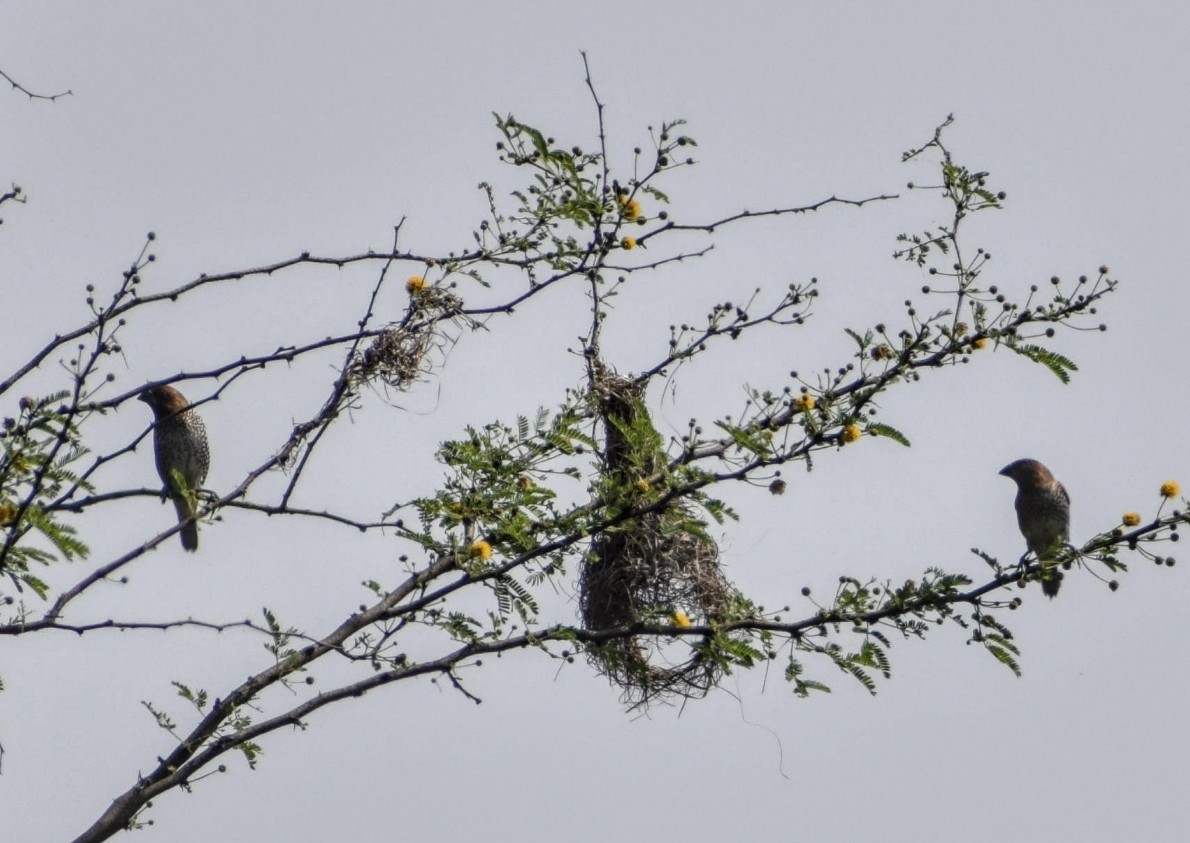 Scaly-breasted Munia - ML131313541