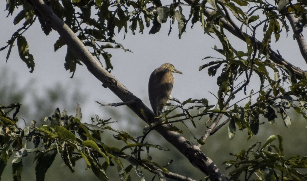 Indian Pond-Heron - ML131314561