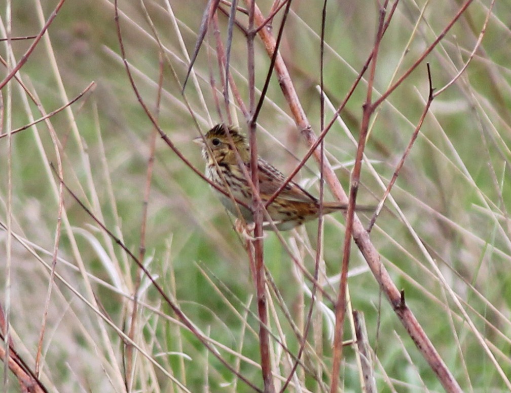 Henslow's Sparrow - ML131316361