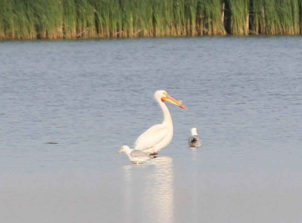 American White Pelican - ML131316721